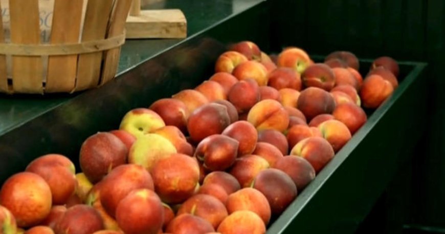 Georgia's peach crop devastated by warm winter conditions