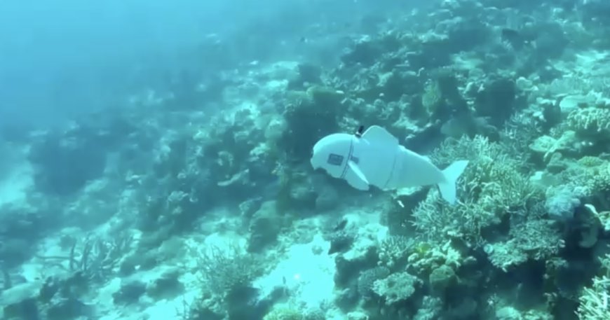 How a silent robot fish could help ocean researchers