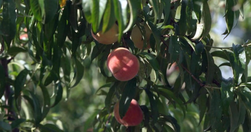 Georgia peach crop plummeting due to climate woes