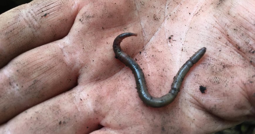 Be on the lookout for invasive, jumping "earthworms on steroids"