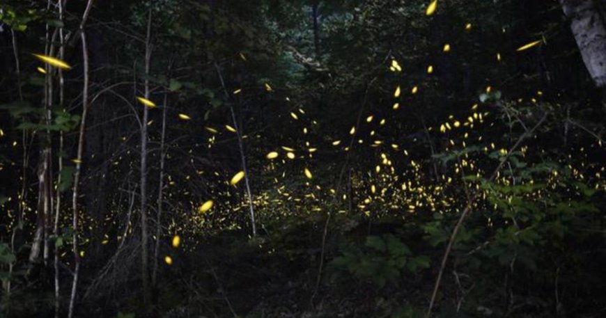 Light pollution is killing the vibe for courting fireflies