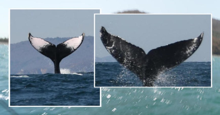 Identifying humpback whales online