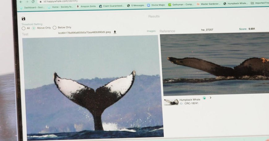 Identifying individual humpback whales online