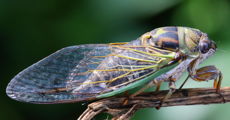 "Cicada-geddon" insect invasion will be biggest in centuries