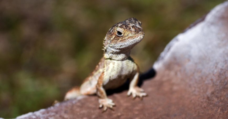 Australia races to save last few earless dragons in the wild