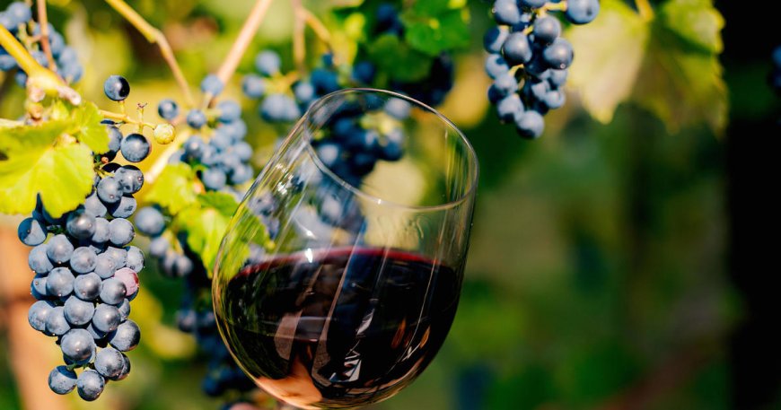 90% of some of the world's wine regions could disappear, study finds