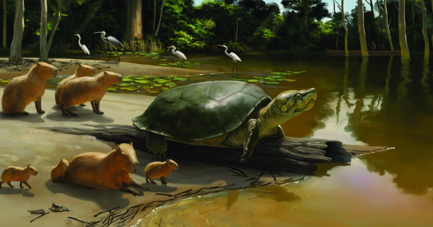 Newly discovered giant turtle fossil named after Stephen King character