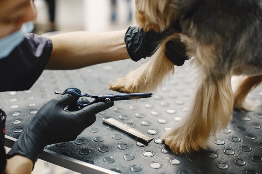 7 Essential Tips for Dog Nail Shaping and Trimming Every Pet Owner Should Know