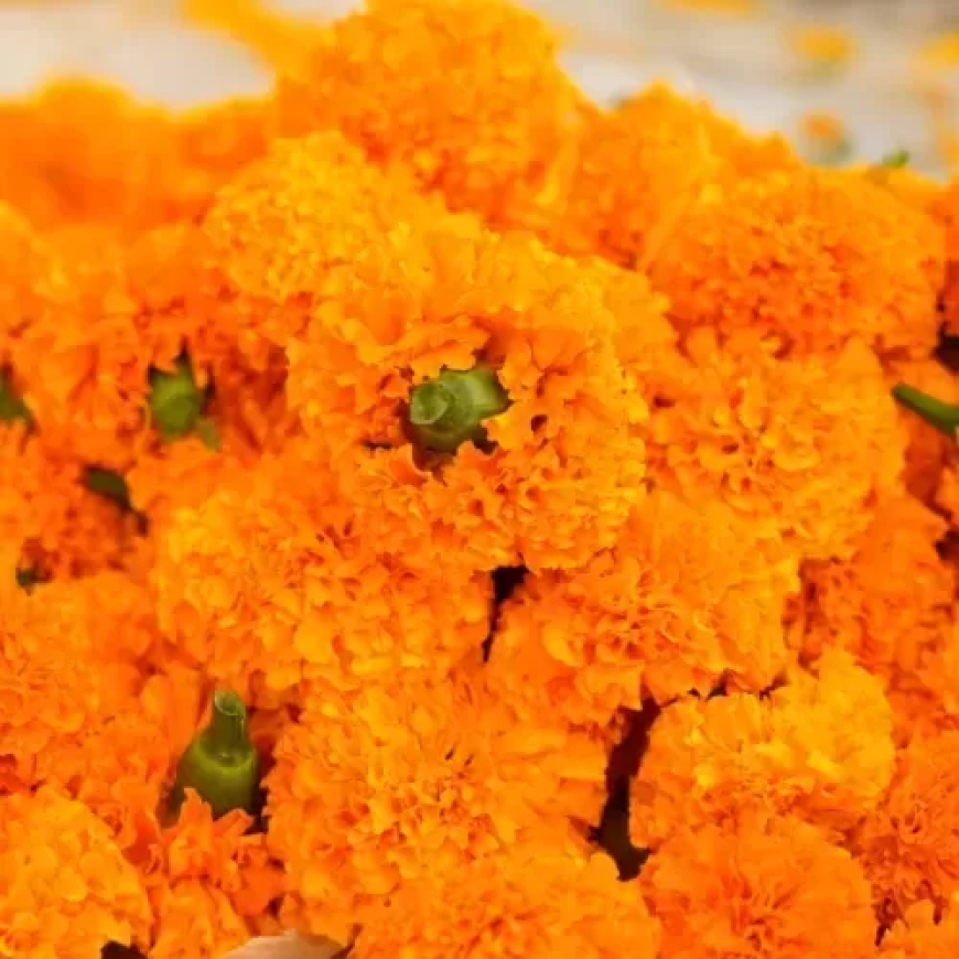 The Timeless Beauty of Marigold Garlands: A Symbol of Culture, Tradition, and Celebration