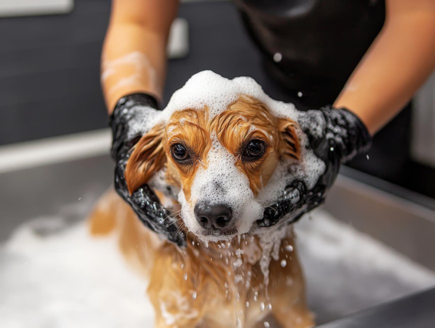 Why Choose Mobile Pet Grooming in Fort Worth? 7 Benefits Your Pet Will Love