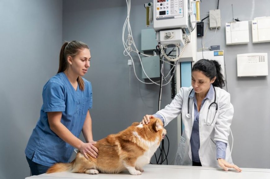 Affordable and Quality Pet Care: Finding a Low-Cost Vet in Las Vegas